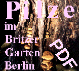 Pilze im Britzer Garten Berlin-PDF